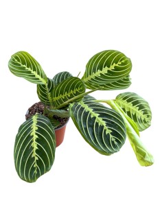 Maranta Lemon Lime: La pianta della preghiera luminosa