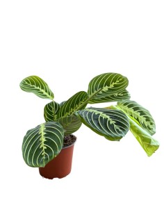 Maranta Lemon Lime: La pianta della preghiera luminosa 2