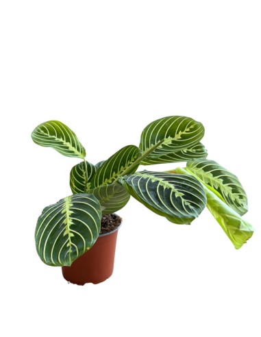 Maranta Lemon Lime: La pianta della preghiera luminosa