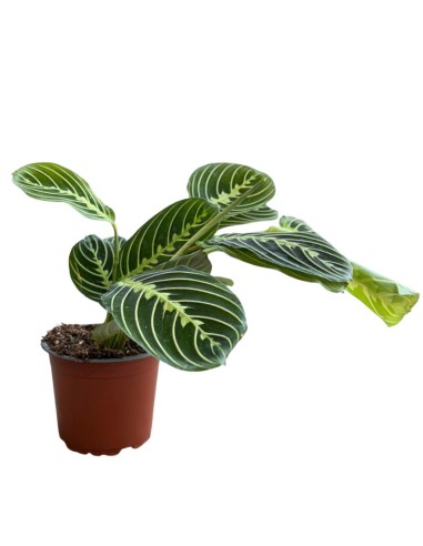 Maranta Lemon Lime: La pianta della preghiera luminosa