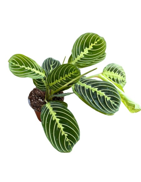 Maranta Lemon Lime: La pianta della preghiera luminosa