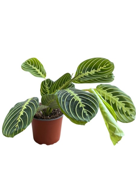 Maranta Lemon Lime: La pianta della preghiera luminosa