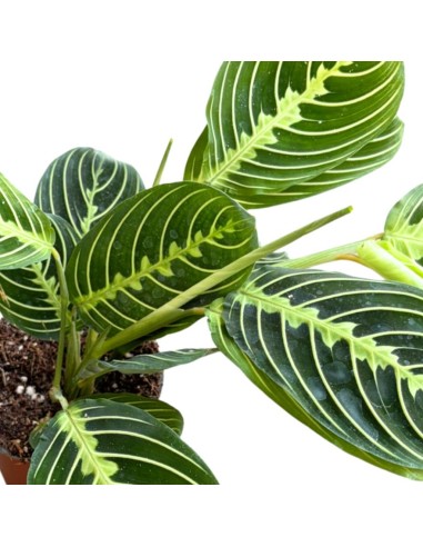 Maranta Lemon Lime: La pianta della preghiera luminosa
