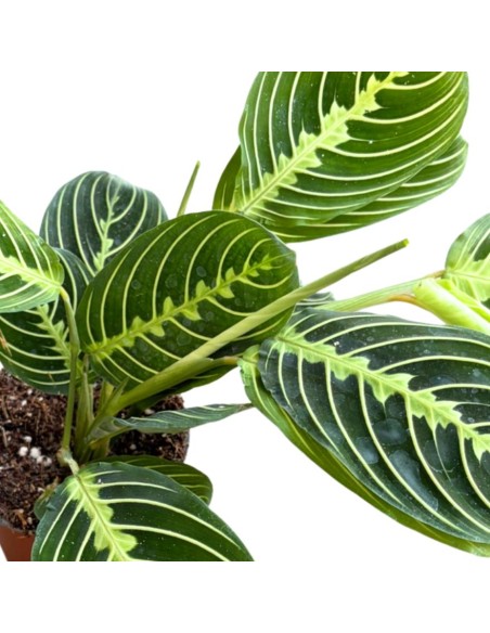 Maranta Lemon Lime: La pianta della preghiera luminosa