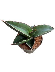 Sansevieria Samurai pianta rara da collezione e arredo 2
