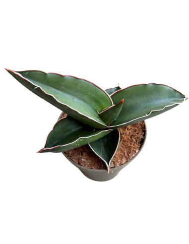 Sansevieria Samurai pianta rara da collezione e arredo