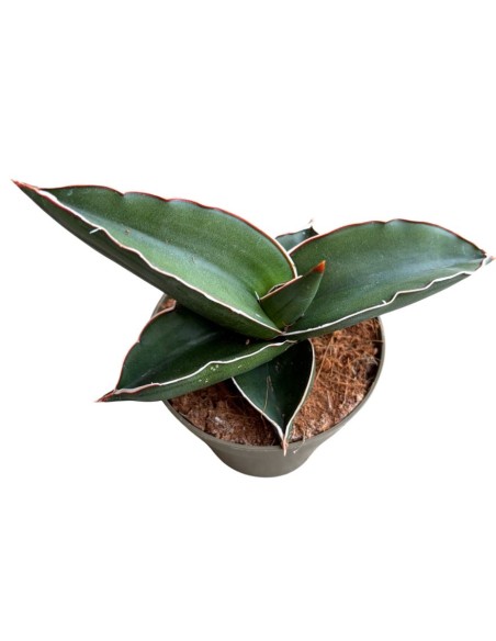 Sansevieria Samurai pianta rara da collezione e arredo