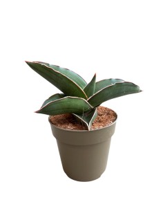 Sansevieria Samurai pianta rara da collezione e arredo