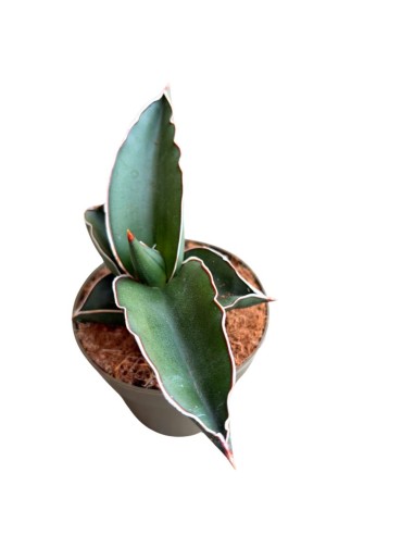 Sansevieria Samurai pianta rara da collezione e arredo