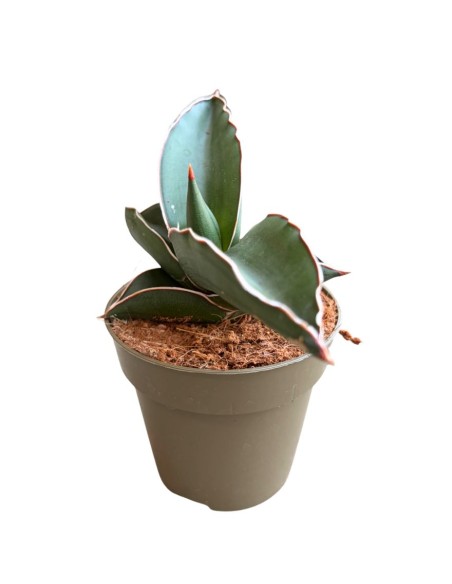 Sansevieria Samurai pianta rara da collezione e arredo