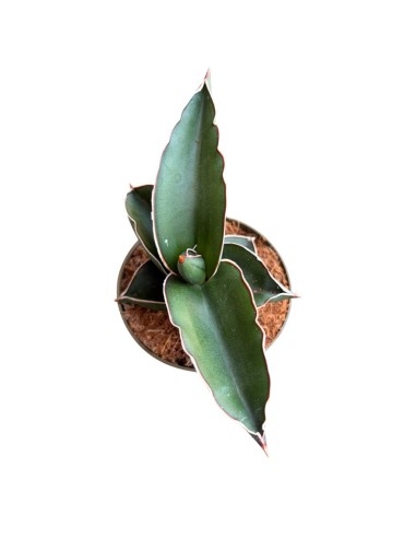 Sansevieria Samurai pianta rara da collezione e arredo