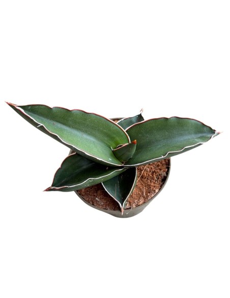 Sansevieria Samurai pianta rara da collezione e arredo