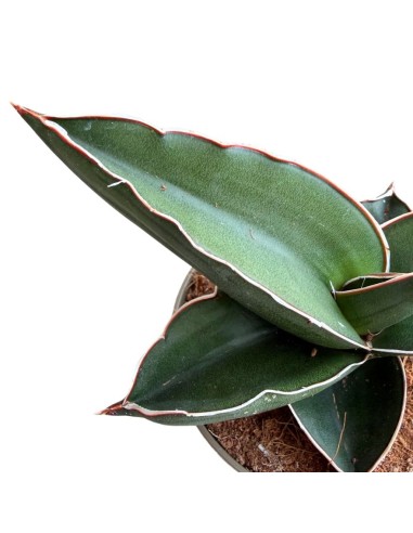 Sansevieria Samurai pianta rara da collezione e arredo