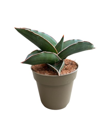 Sansevieria Samurai pianta rara da collezione e arredo