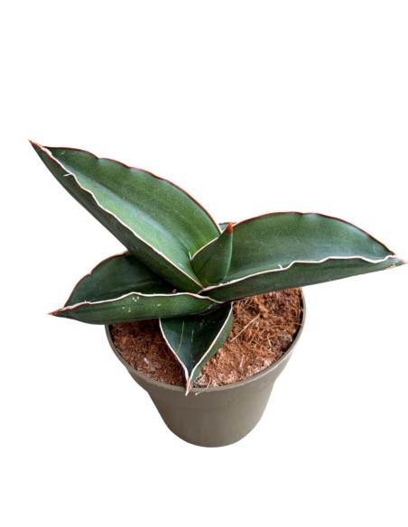 Sansevieria Samurai pianta rara da collezione e arredo