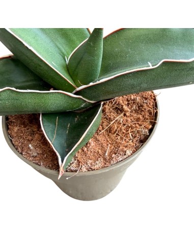 Sansevieria Samurai pianta rara da collezione e arredo