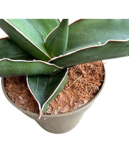 Sansevieria Samurai pianta rara da collezione e arredo