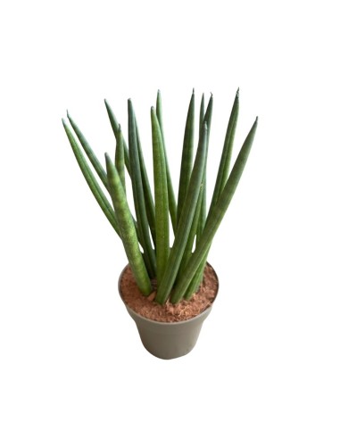 Sansevieria Cylindrica 'Spaghetti' eleganza minimalista