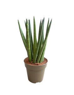Sansevieria Cylindrica 'Spaghetti' eleganza minimalista