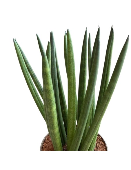 Sansevieria Cylindrica 'Spaghetti' eleganza minimalista