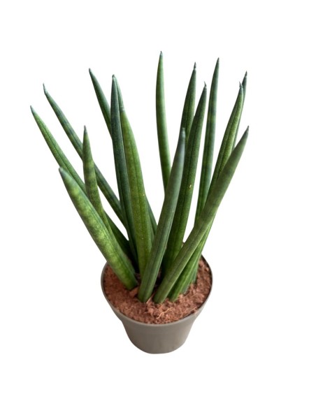 Sansevieria Cylindrica 'Spaghetti' eleganza minimalista