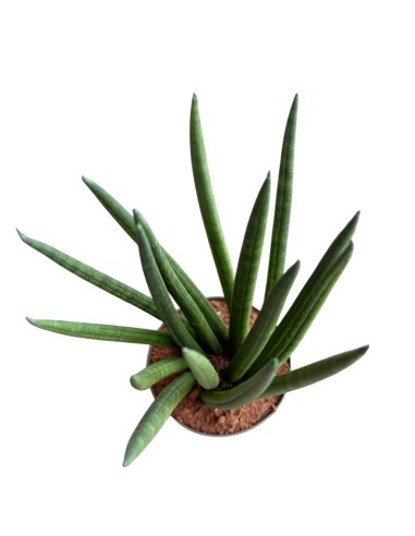 Sansevieria Cylindrica 'Spaghetti' eleganza minimalista