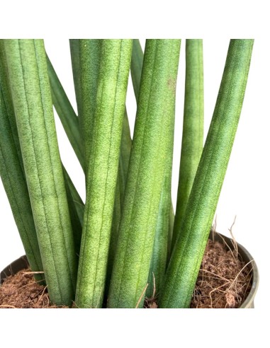 Sansevieria Cylindrica 'Spaghetti' eleganza minimalista