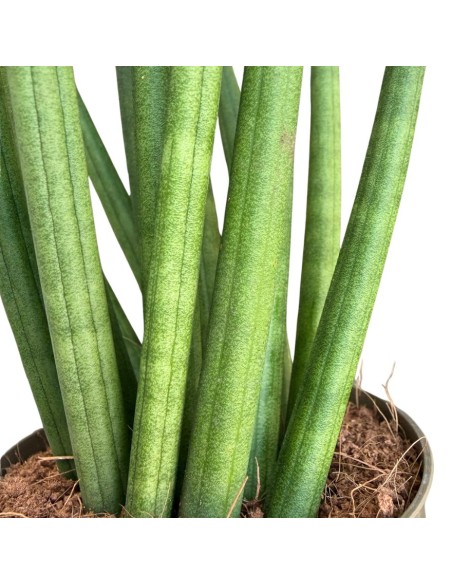 Sansevieria Cylindrica 'Spaghetti' eleganza minimalista