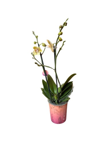 Orchidea Bolgheri Lemon Fragrance: Profumo Agrumato