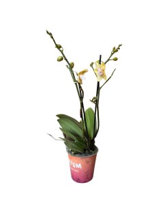 Orchidea Bolgheri Lemon Fragrance: Profumo Agrumato