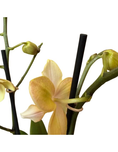 Orchidea Bolgheri Lemon Fragrance: Profumo Agrumato