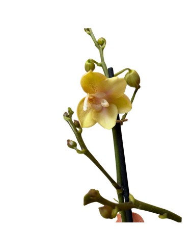 Orchidea Bolgheri Lemon Fragrance: Profumo Agrumato