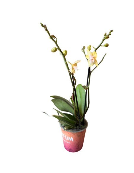 Orchidea Bolgheri Lemon Fragrance: Profumo Agrumato