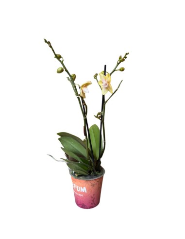 Orchidea Bolgheri Lemon Fragrance: Profumo Agrumato