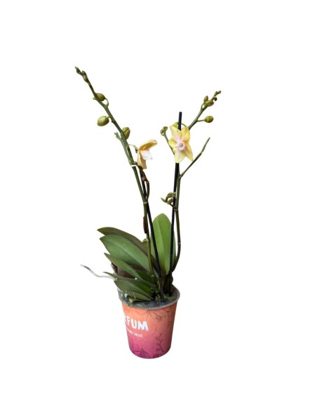 Orchidea Bolgheri Lemon Fragrance: Profumo Agrumato
