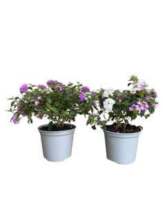 Lantana sellowiana: Il Tappeto fiorito per il tuo giardino