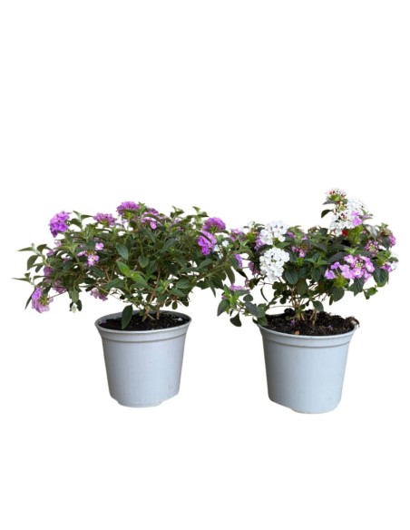 Lantana sellowiana: Il Tappeto fiorito per il tuo giardino