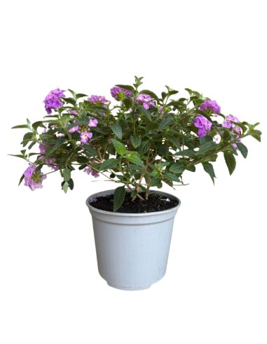 Lantana sellowiana: Il Tappeto fiorito per il tuo giardino