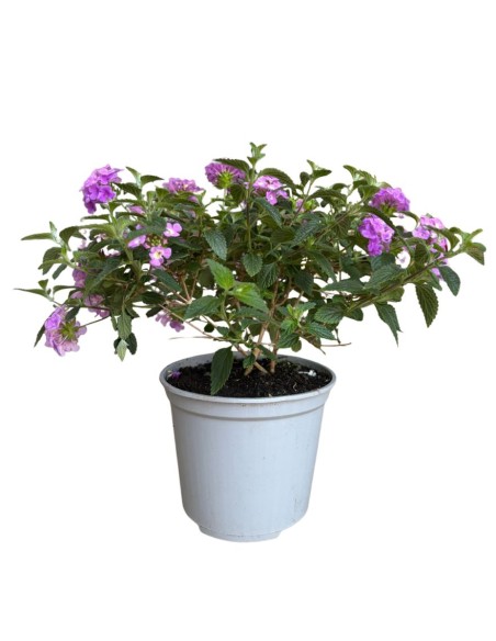 Lantana sellowiana: Il Tappeto fiorito per il tuo giardino