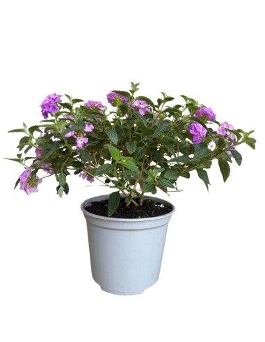 Lantana sellowiana: Il Tappeto fiorito per il tuo giardino