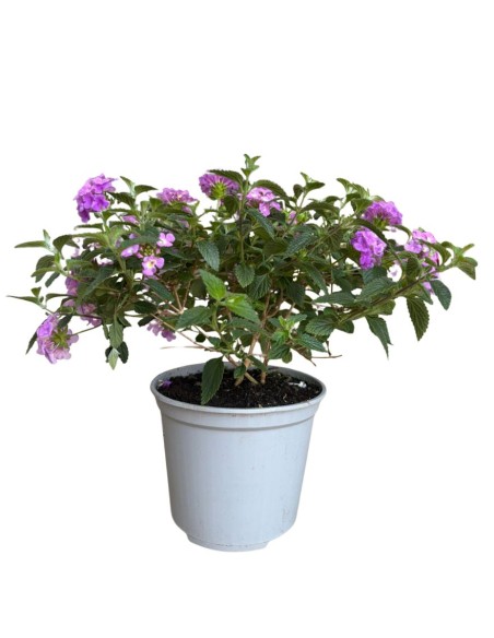 Lantana sellowiana: Il Tappeto fiorito per il tuo giardino