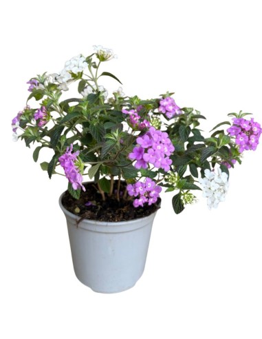 Lantana sellowiana: Il Tappeto fiorito per il tuo giardino