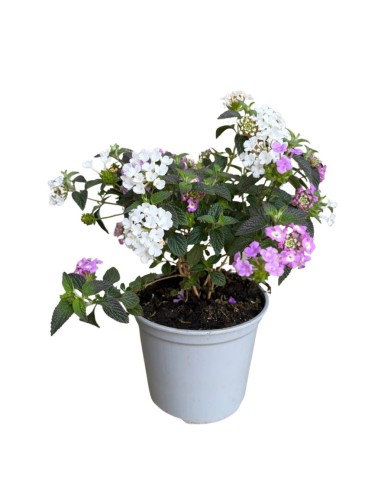 Lantana sellowiana: Il Tappeto fiorito per il tuo giardino