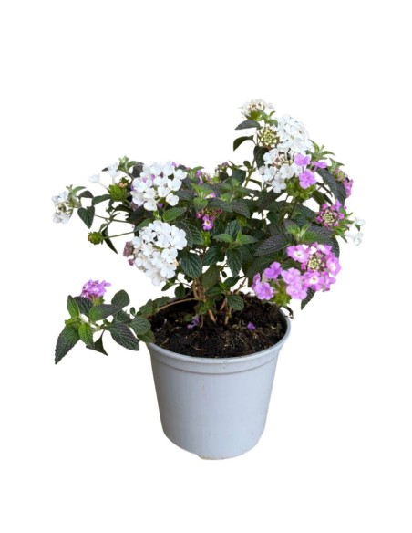 Lantana sellowiana: Il Tappeto fiorito per il tuo giardino