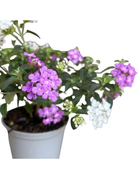 Lantana sellowiana: Il Tappeto fiorito per il tuo giardino