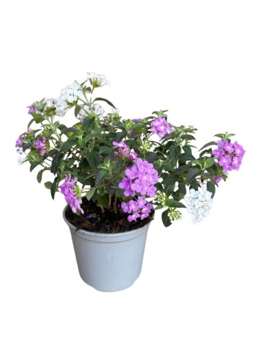 Lantana sellowiana: Il Tappeto fiorito per il tuo giardino