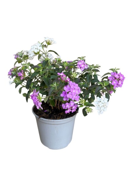 Lantana sellowiana: Il Tappeto fiorito per il tuo giardino