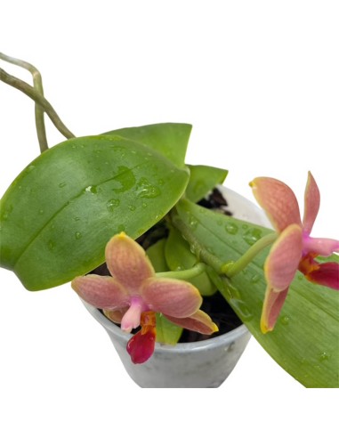 ORCHIDEA PROFUMATA 'LIODORO' DUE STELI in vaso 9 cm