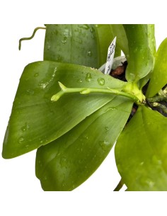 ORCHIDEA PROFUMATA 'LIODORO' DUE STELI in vaso 9 cm 2