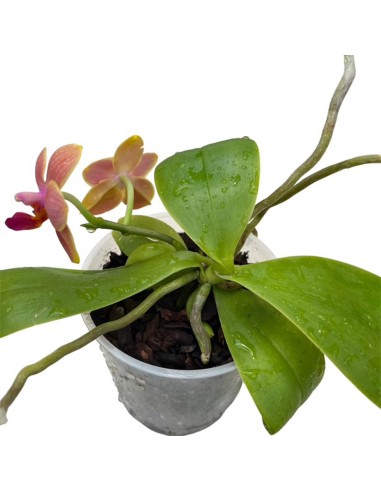 ORCHIDEA PROFUMATA 'LIODORO' DUE STELI in vaso 9 cm